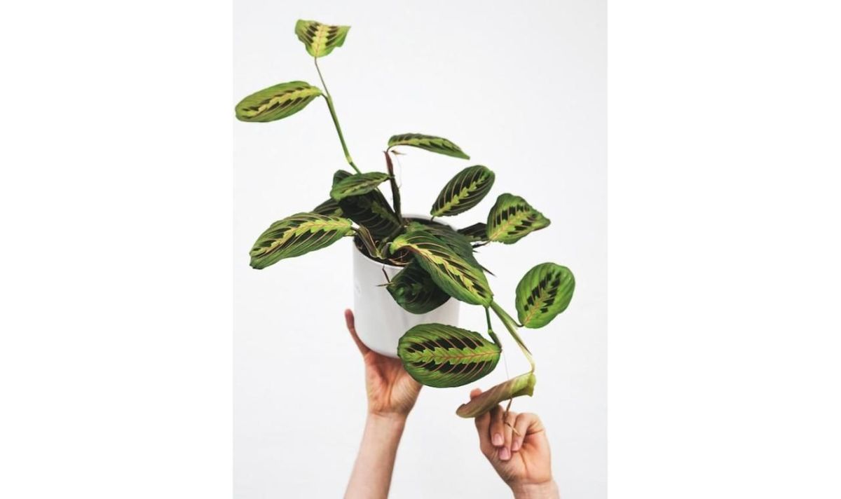 How To Grow Prayer Plant